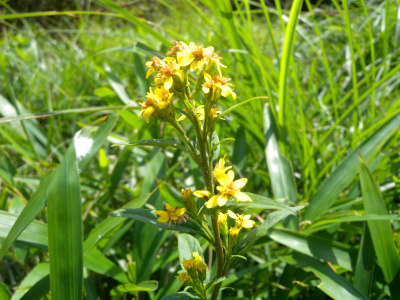 e0272335_5503095.jpg