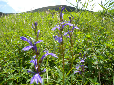 e0272335_562072.jpg