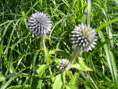 e0272335_8414316.jpg