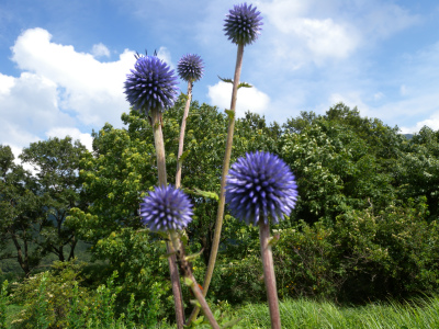 e0272335_847023.jpg