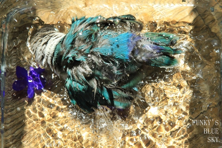 c0145250_9451651.jpg