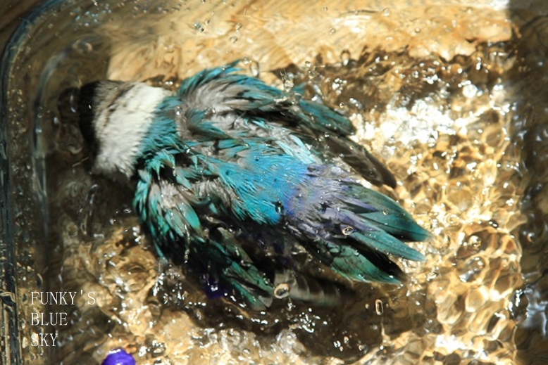 c0145250_946199.jpg