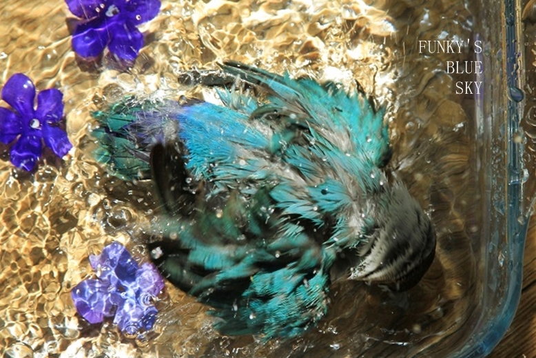 c0145250_946578.jpg
