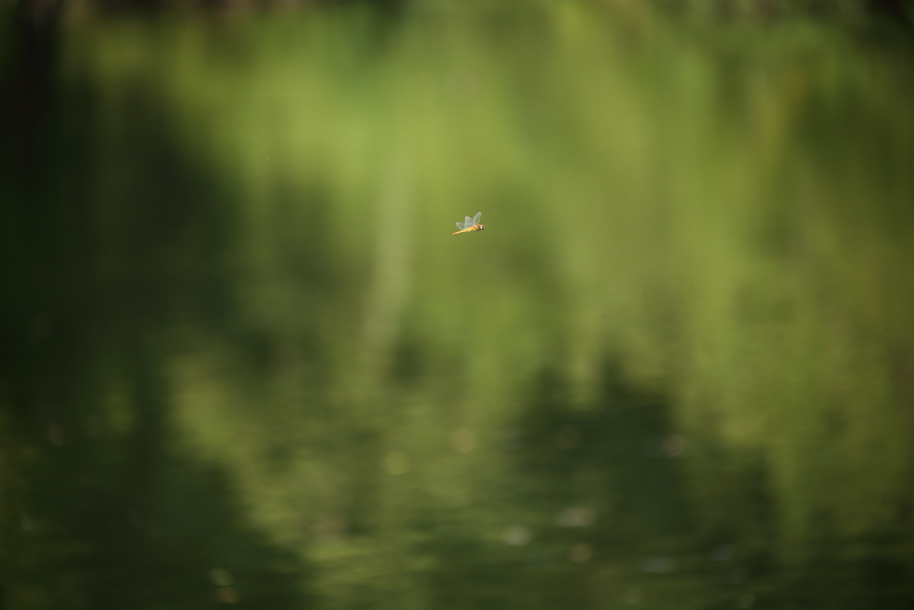 e0249878_17454541.jpg