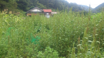 c0300035_10103388.jpg
