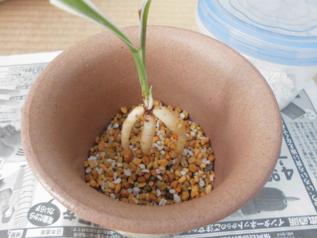 f0318967_20384197.jpg