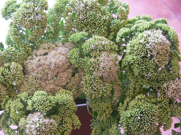 e0140986_11155242.jpg
