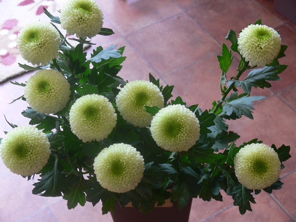 e0140986_11191763.jpg