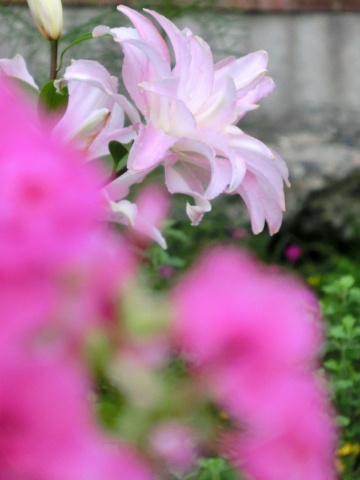 e0045768_2344564.jpg