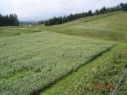 d0165378_1325194.jpg