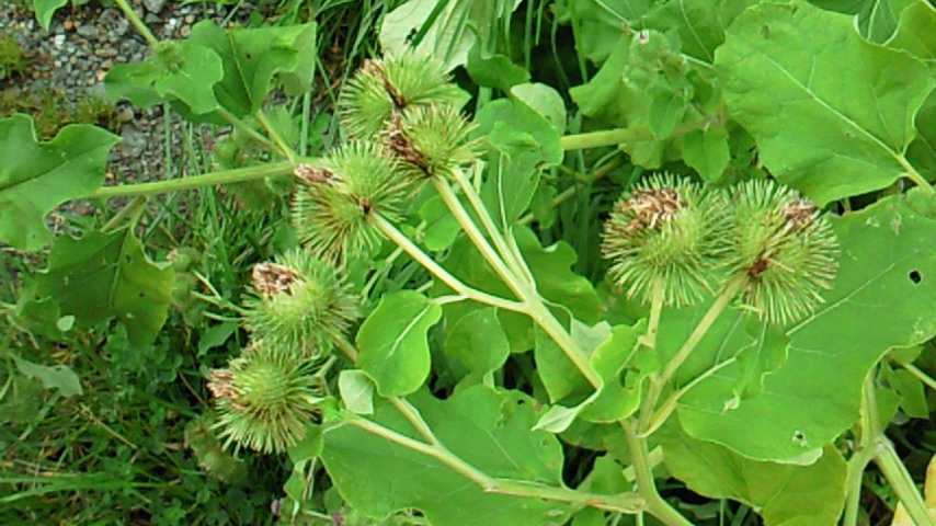 d0149105_13473750.jpg