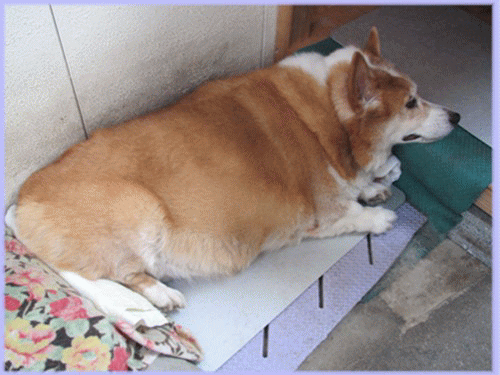 f0003174_11364683.gif
