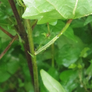 e0311225_231262.jpg