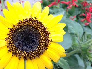 c0051529_11405935.jpg
