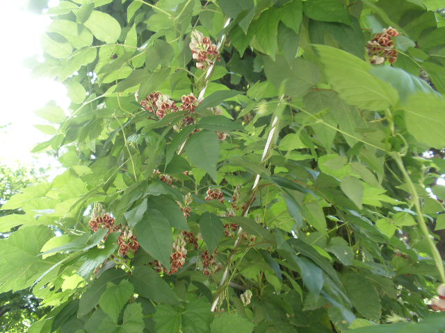 d0150967_16332027.jpg