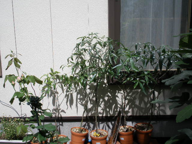 d0150967_1693766.jpg