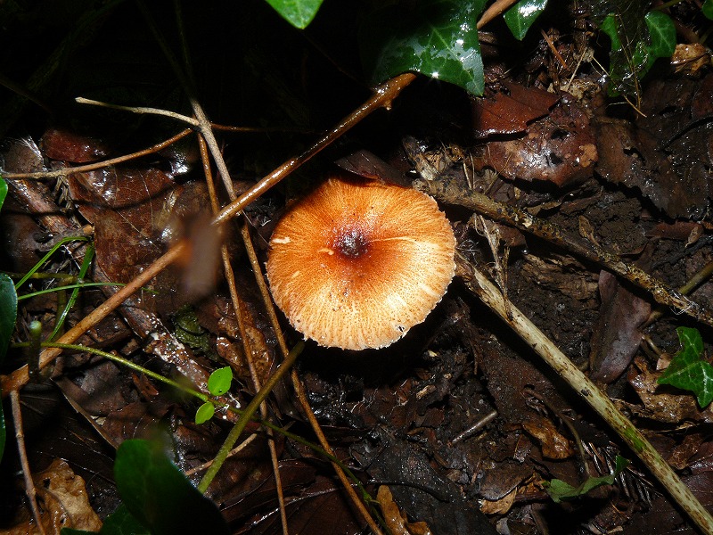 d0019074_9401357.jpg