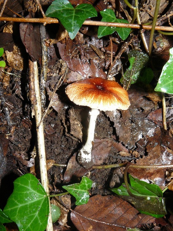 d0019074_9413996.jpg