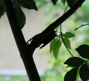e0130185_120322.jpg