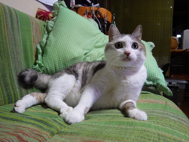a0159490_15443256.jpg