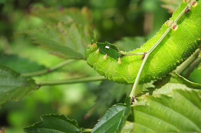 e0070891_17533494.jpg