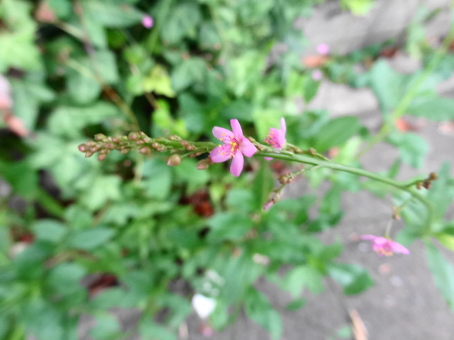 e0016828_1218331.jpg