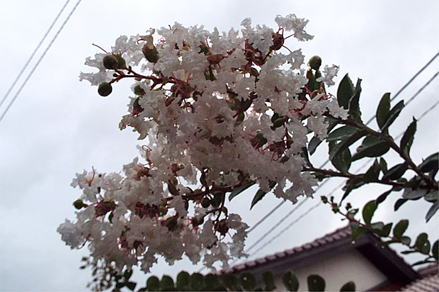 f0214649_20151631.jpg