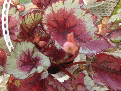 f0329849_140553.jpg