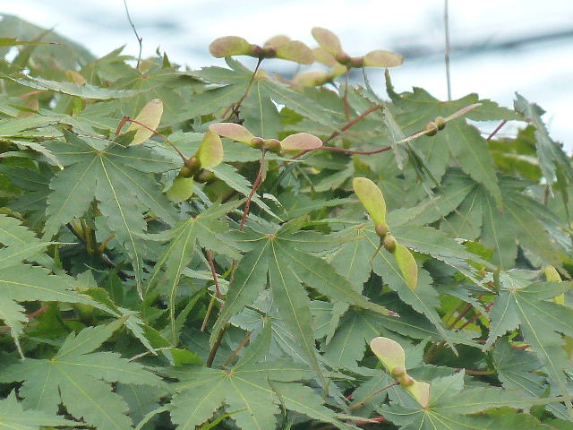 e0278968_22054211.jpg