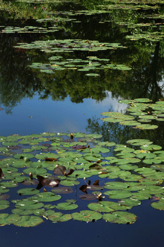c0168815_01544266.gif