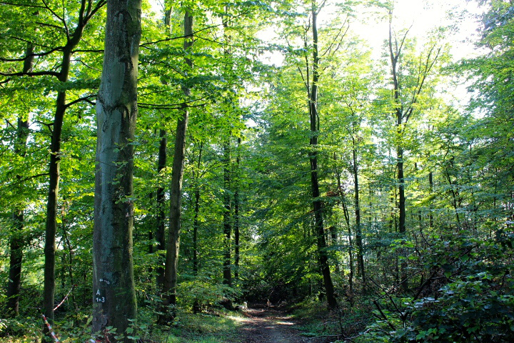 c0153740_1511220.jpg