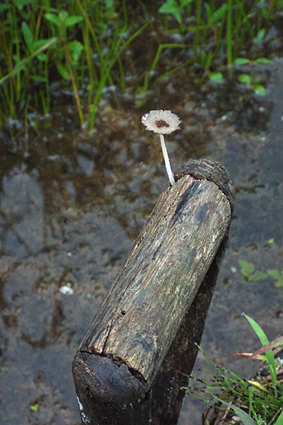 f0214649_414745.jpg