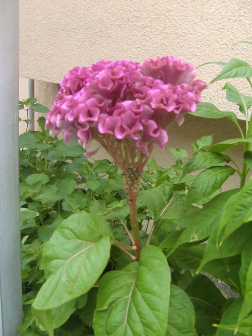 f0329849_13531752.jpg