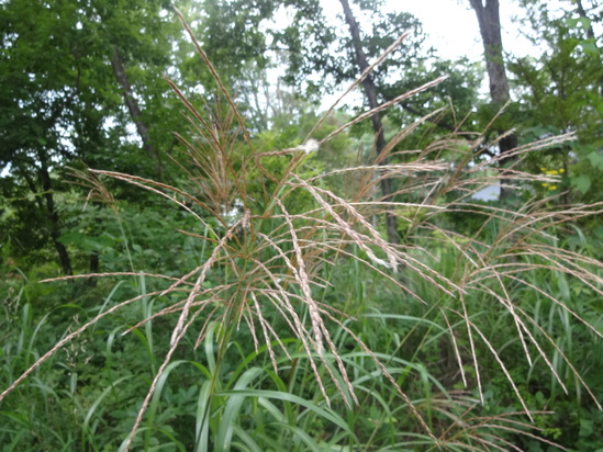 f0198556_2153792.jpg