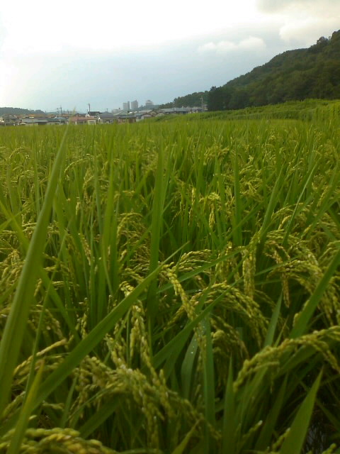 f0061067_20105166.jpg