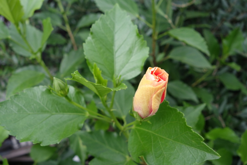 c0216472_9521395.jpg