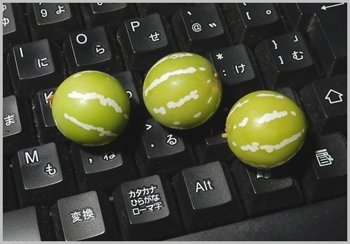 e0033229_20353358.jpg