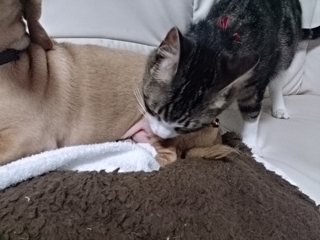 c0245751_20361929.jpeg