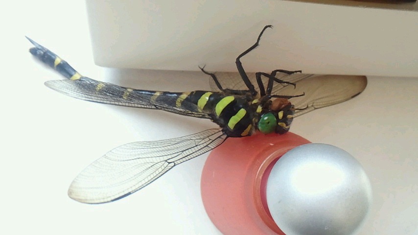 a0267766_12271157.jpg