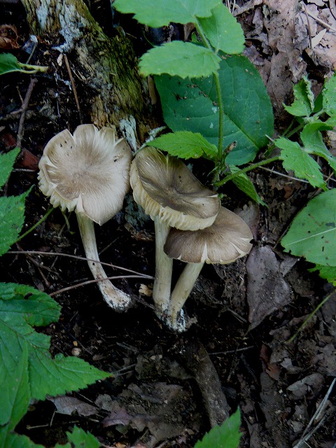 d0019074_8152936.jpg