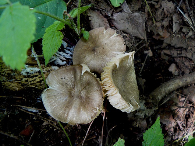 d0019074_8155235.jpg