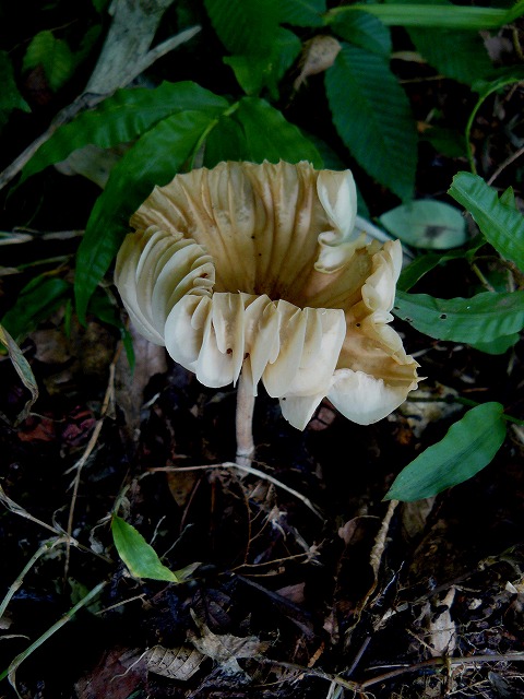 d0019074_816176.jpg