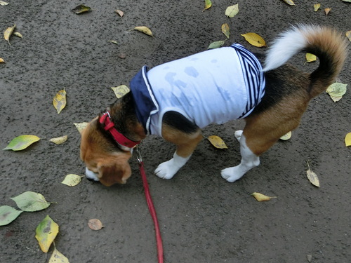 a0319693_14335331.jpg