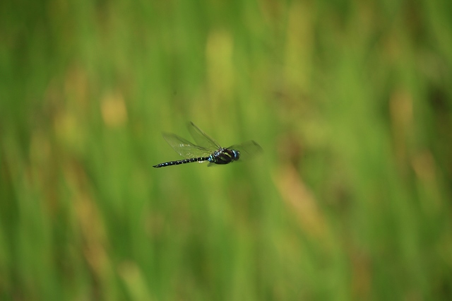 e0242721_6543758.jpg
