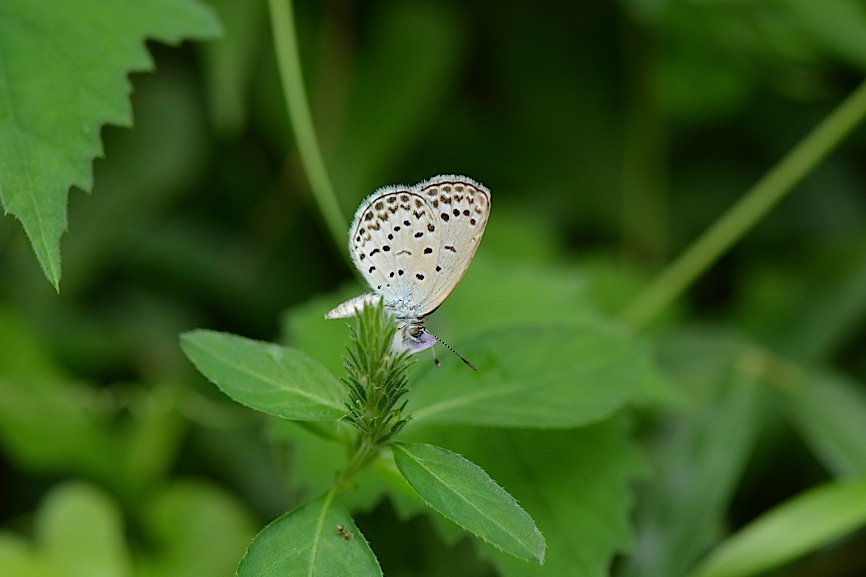 d0303129_453554.jpg