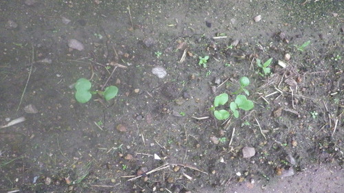 c0300035_8174799.jpg