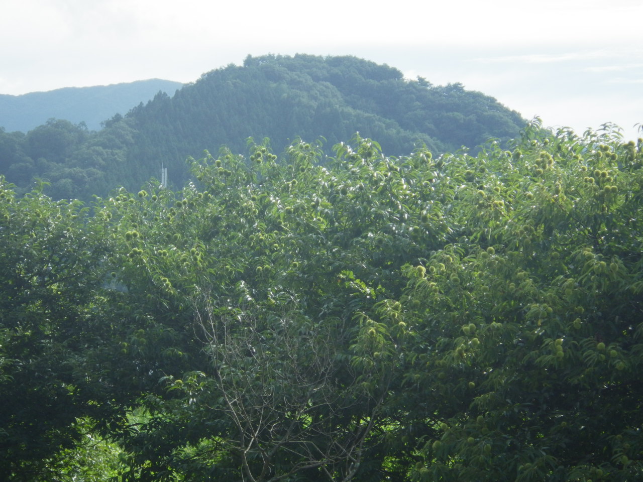 c0300035_843560.jpg