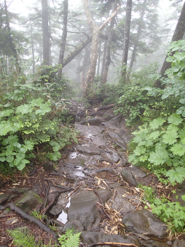 b0190242_11341237.jpg