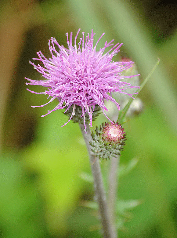 a0001354_22292631.gif