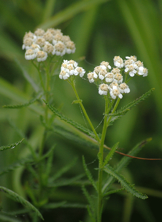 a0001354_2232165.gif